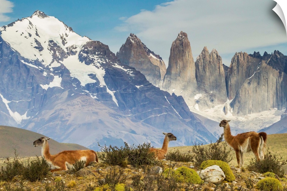 Chile, Patagonia, Torres del Paine. Guanacos in field.
