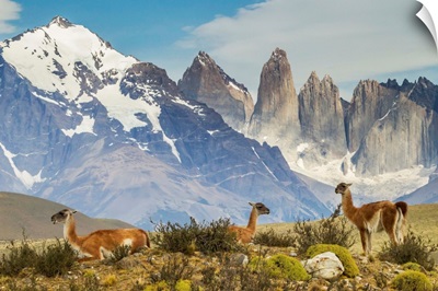 Chile, Patagonia, Torres del Paine, Guanacos in field