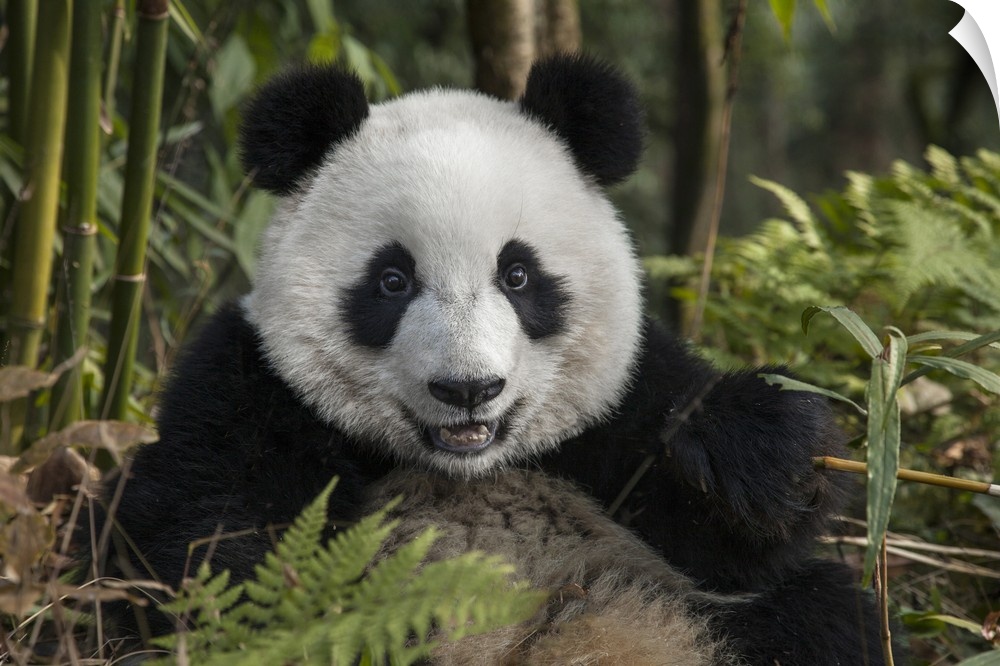 China, Chengdu, Chengdu Panda Base. Portrait of young giant panda.