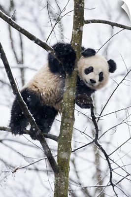China, Chengdu Panda Base. Baby giant panda in tree