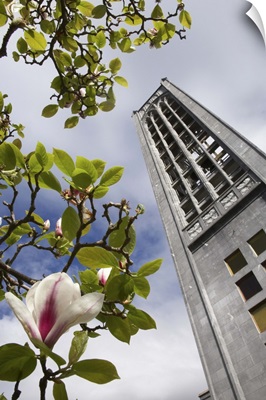 Christ Church Cathedral and Magnolia Flower, South Island, New Zealand