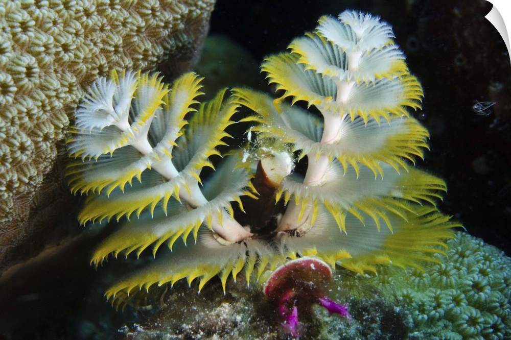 Christmas Tree Worm (Spirobranchus giganteus) on Star Coral (Montastraea cavernosa).BONAIRE, Netherlands Antilles, Caribbe...