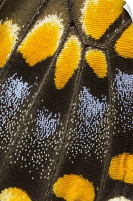 Close-up detail wing pattern of butterfly