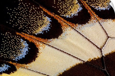 Close-up detail wing pattern of tropical butterfly