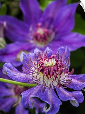 Close-Up Of A Clematis Blossom