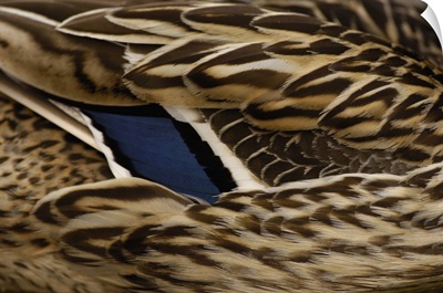 Close up of a female mallard's feathers