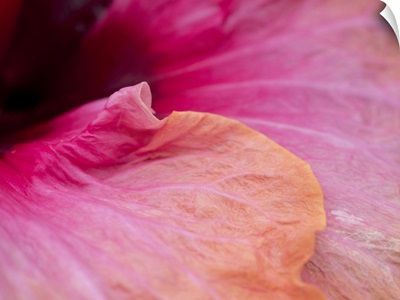 Close-Up Of A Hibiscus Flower