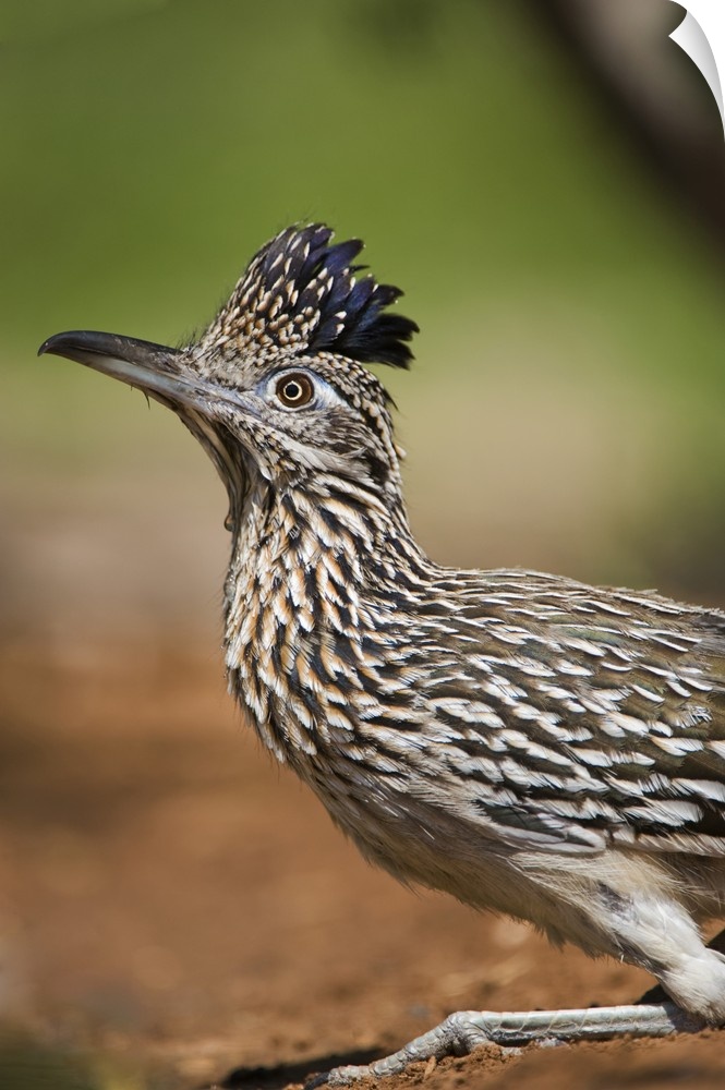 Texas, Rio Grande Valley, close-up of adult greater roadrunner bird.