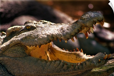Close-up of an aligator with his mouth open