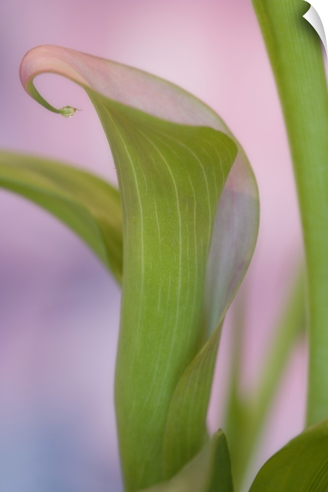 Close-up of calla Lily.