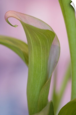 Close-up of calla Lily