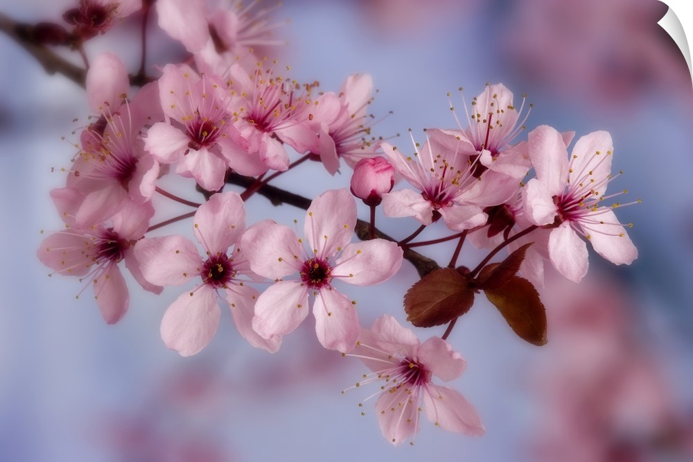 Close-up of cherry blossoms or sakura.