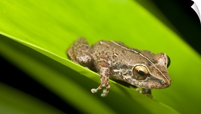 Close up of Common Coqui, El Verde, El Yunque National Forest, Puerto Rico