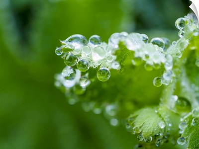 Close-Up Of Dewdrops On A Green Leaf In A Garden