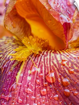 Close-Up Of Dewdrops On A Pink Iris