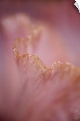 Close-up of edge of hybrid Bearded Iris petal