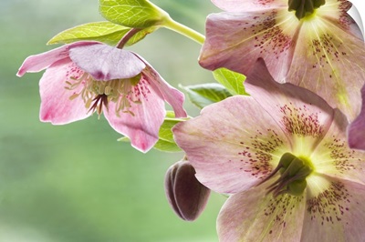 Close-up of hellebore flowers and bud