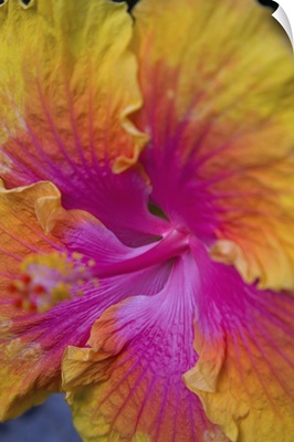 Close-up of Hibiscus