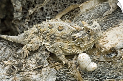 Close-up of horned lizard camouflaged by environment