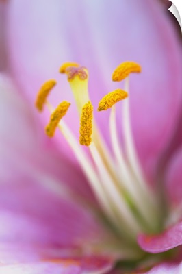 Close-up of hybrid Lily