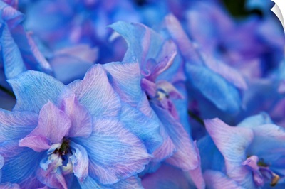 Close up of Hydrangea flowers, Sequim, Washington