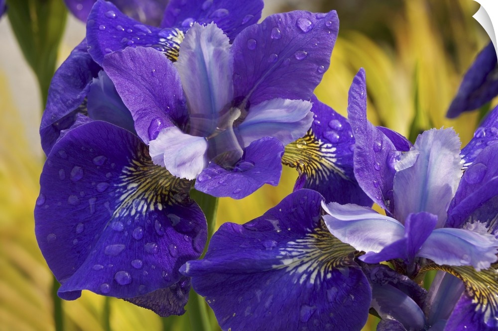 Close-up of iris flowers in garden.