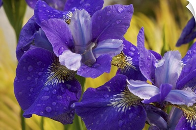 Close-up of iris flowers in garden
