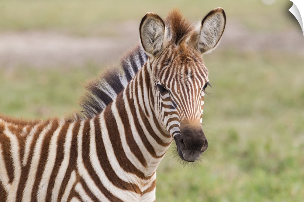 Close-up of newborn zebra (Equus quagga) colt, head and shoulders, looking at camera, ears erect.