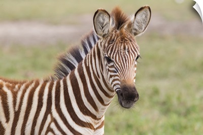 Close-up of newborn zebra colt, head and shoulders