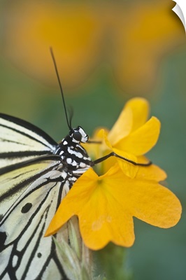 Close-up of paper kite butterfly on flower