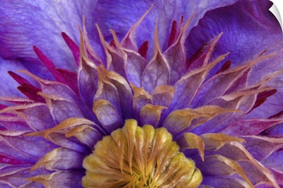 Close-up of part of clematis blossom