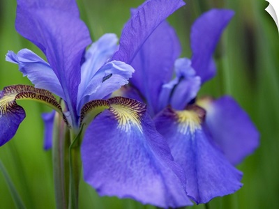 Close-Up Of Purple Iris Flowers Blooming Outdoors