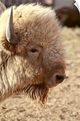 Close-up of Rare white buffalo head, Santa Fe, New Mexico
