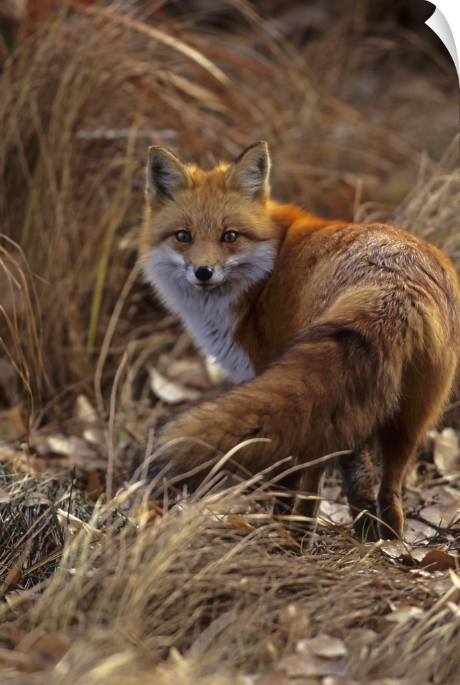 USA, Colorado, Jefferson County. Close-up of red fox.