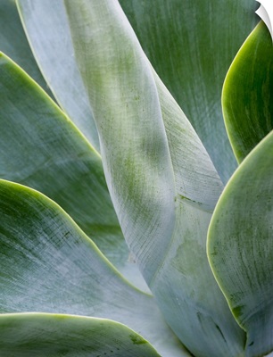 Close-Up Of The Tropical Agave Plant