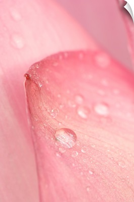 Close-up of tip of pink petal of a lotus with dew drops