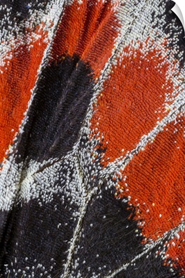 Close-Up Patterns Of Butterfly Wings Showing The Tiny Overlapping Scales