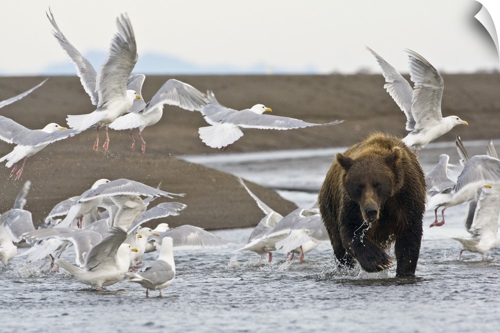 A Coastal Brown Bear fishing for salmon while surrounded by Glacous-Winged Gulls at Silver Salmon Creek, Lake Clark Nation...