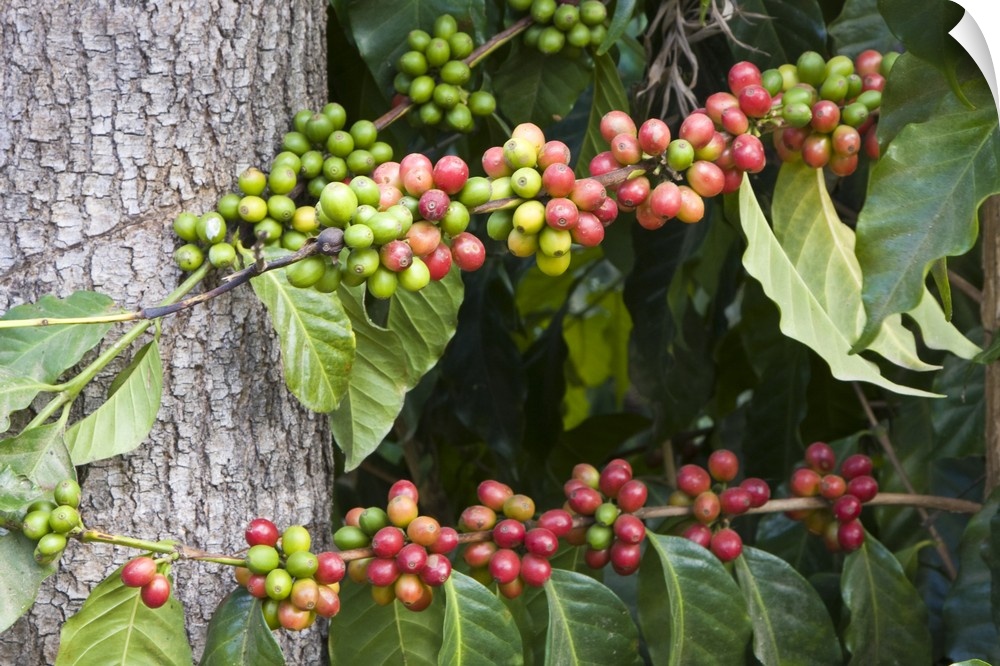 Central America, Guatemala, Antigua.  Local Coffee Plantation and museum aka Museo del Cafe. Red coffee beans on plant.