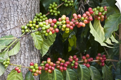 Coffee Plantation and museum, red coffee beans on plant, Antigua, Guatemala
