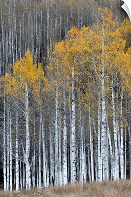 Colorado. A stand of autumn yellow aspen in the Uncompahgre National Forest