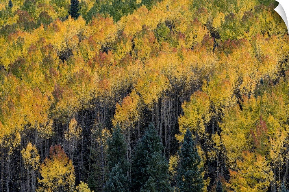 North America, USA, Colorado.  Autumn yellow aspen, fir trees, Uncompahgre National Forest, CO