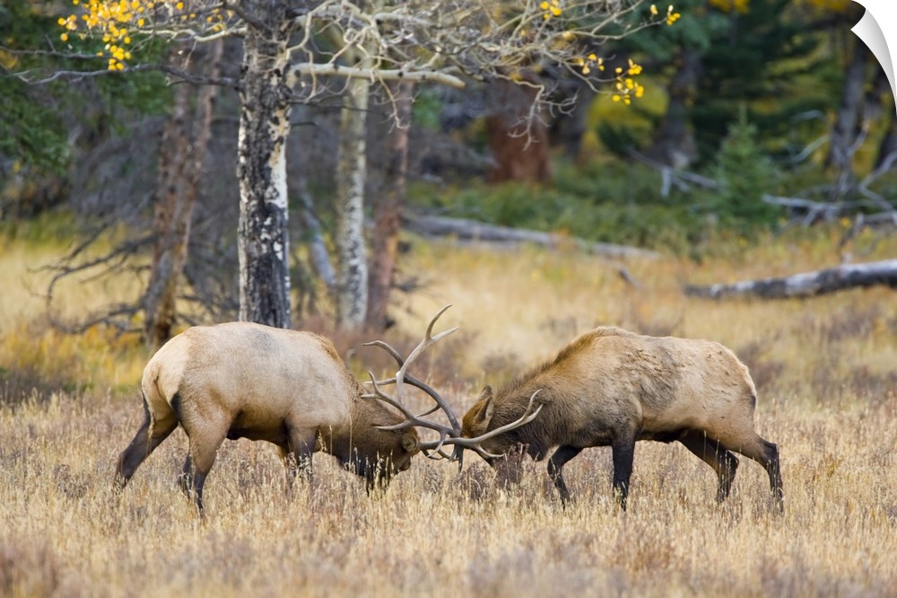 USA, Colorado, Rocky Mountain National Park, Moraine Valley. Bull elks sparring for dominance in mating season.