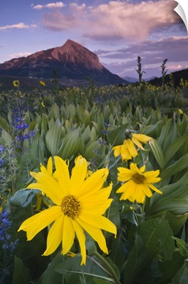 Colorado, Crested Butte. Sunflowers and other wildflowers