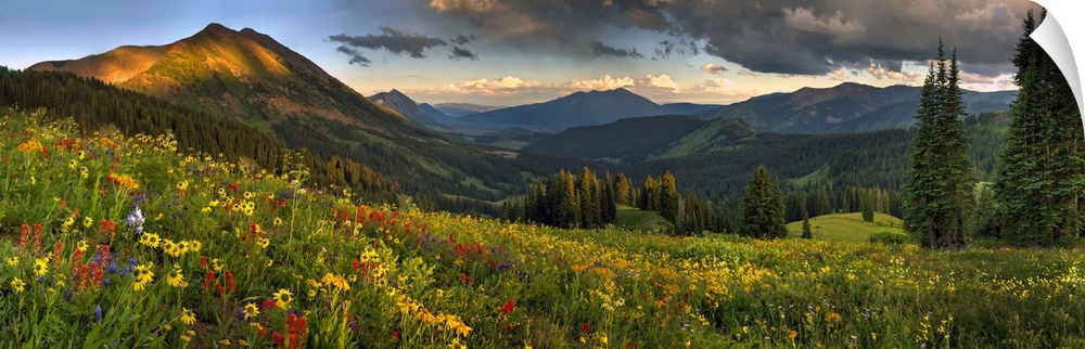 Colorado, crested butte, wildflowers.
