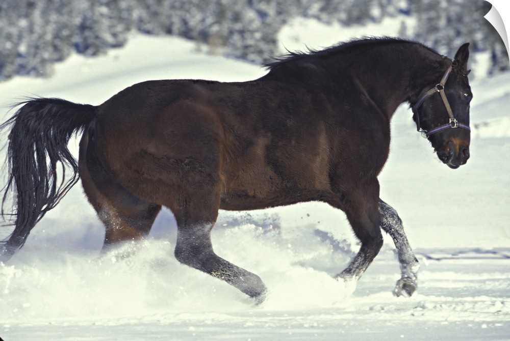 USA, Colorado, Divide. A gelding quarterhorse romps in freshly fallen snow.