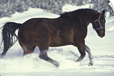 Colorado, Divide. A gelding quarter horse romps in freshly fallen snow