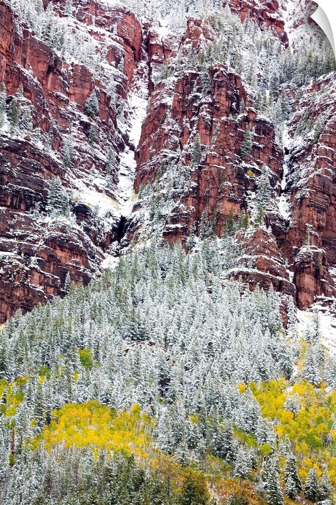 North America,USA, Colorado,First Snow over the Red Cliffs and Aspens of Redstone Colorado