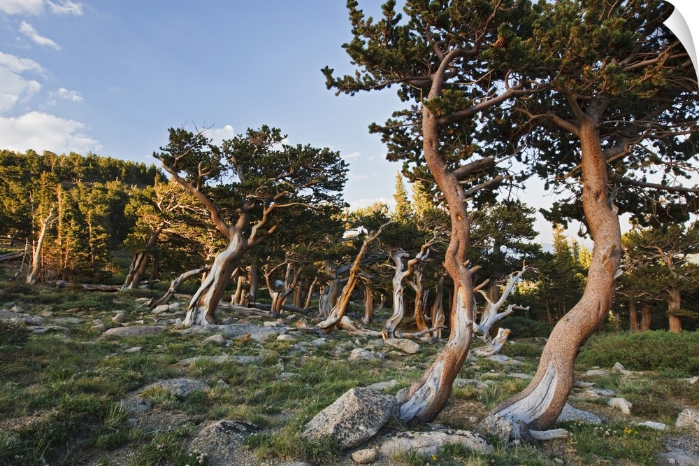 North America, USA, Colorado, Mount Evans, Bristlecone Pine (Pinus longaeva) growing at timberline
