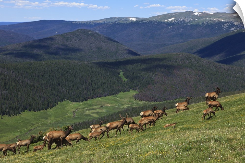 USA, Colorado, Rocky Mountain National Park, a herd of  Elk (Cervus elaphus canadensis) in the high country.
